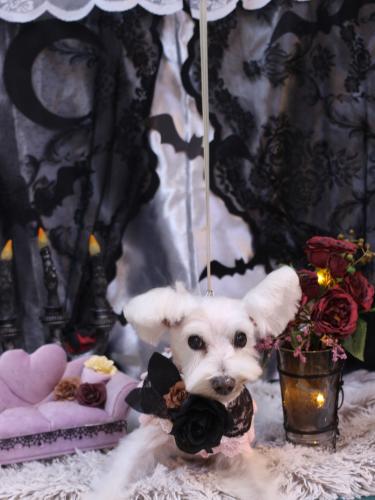 20231014小梅ちゃん